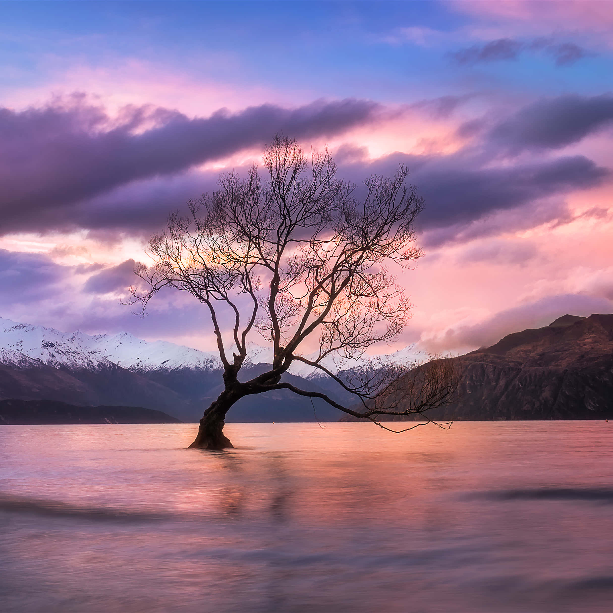 New Zealand 桌布 壁紙 — 一棵孤獨的裸樹矗立在平靜的水面上，夕陽西下，背後是白雪皚皚的山脈和粉紫色的雲彩。