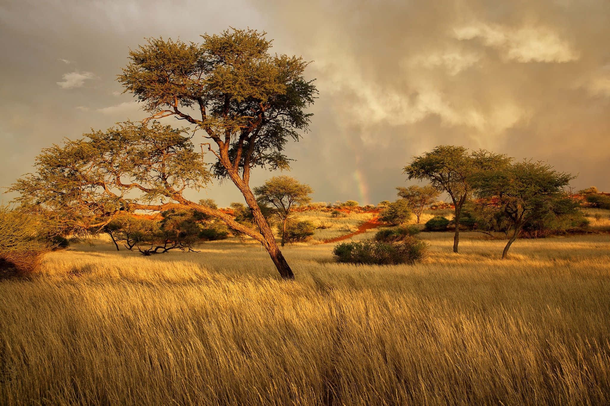 African Landscapes 桌布 壁紙 — 一棵孤獨的金合歡樹矗立在金色草地上，暴風雨的天空背後有一道淡淡的彩虹拱起。