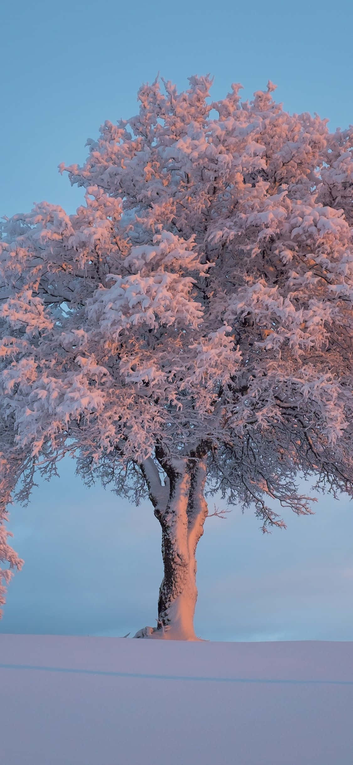 iPhone X Nature 桌布 壁紙 — 一棵孤獨的雪樹在柔和的藍色暮色天空下散發著粉紅色的光芒。