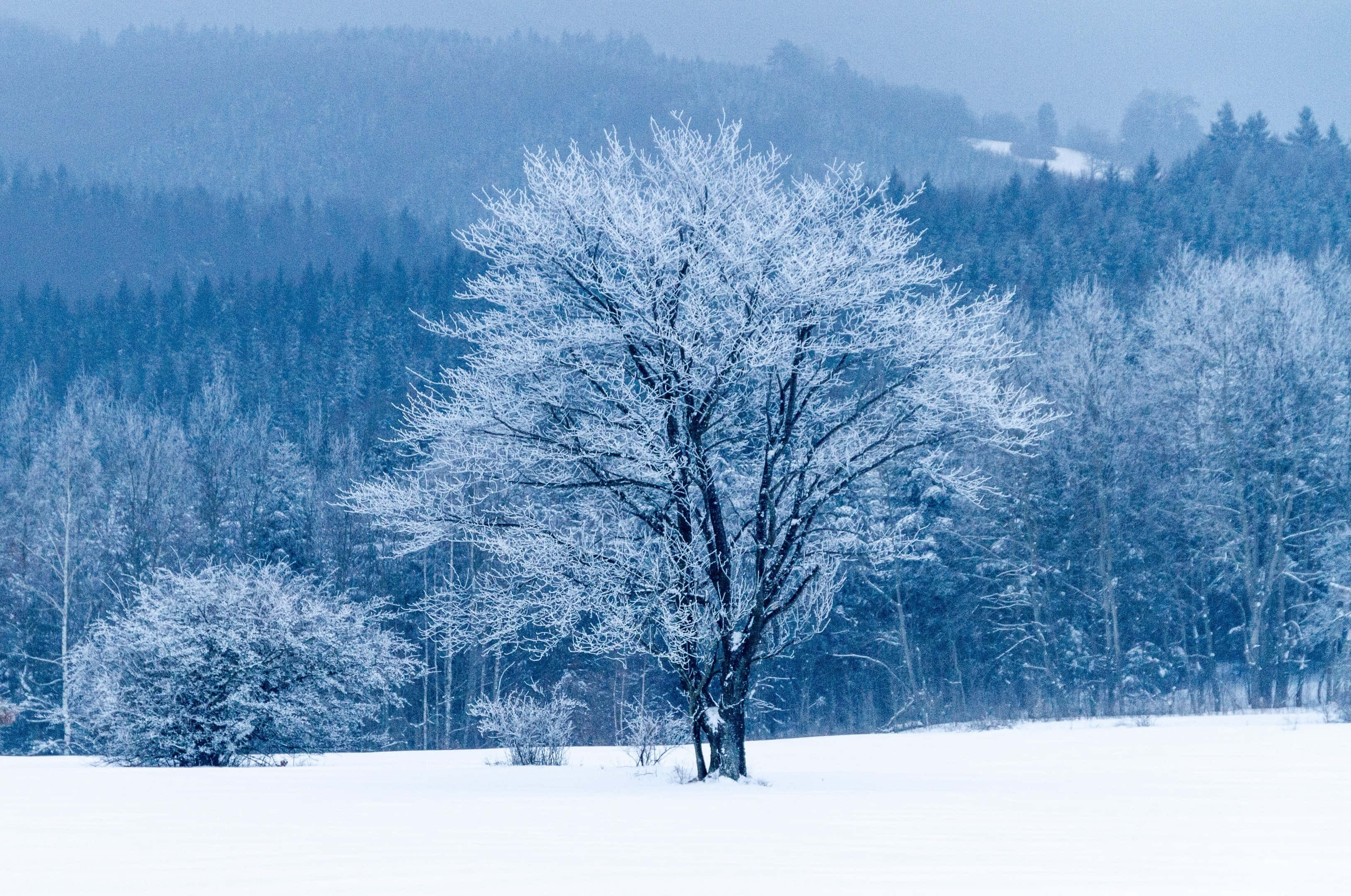 Beautiful Winter 桌布 壁紙 — 一棵孤獨的雪覆蓋的樹矗立在冰凍的田野中，背景是霧濛濛的藍色森林和山丘。