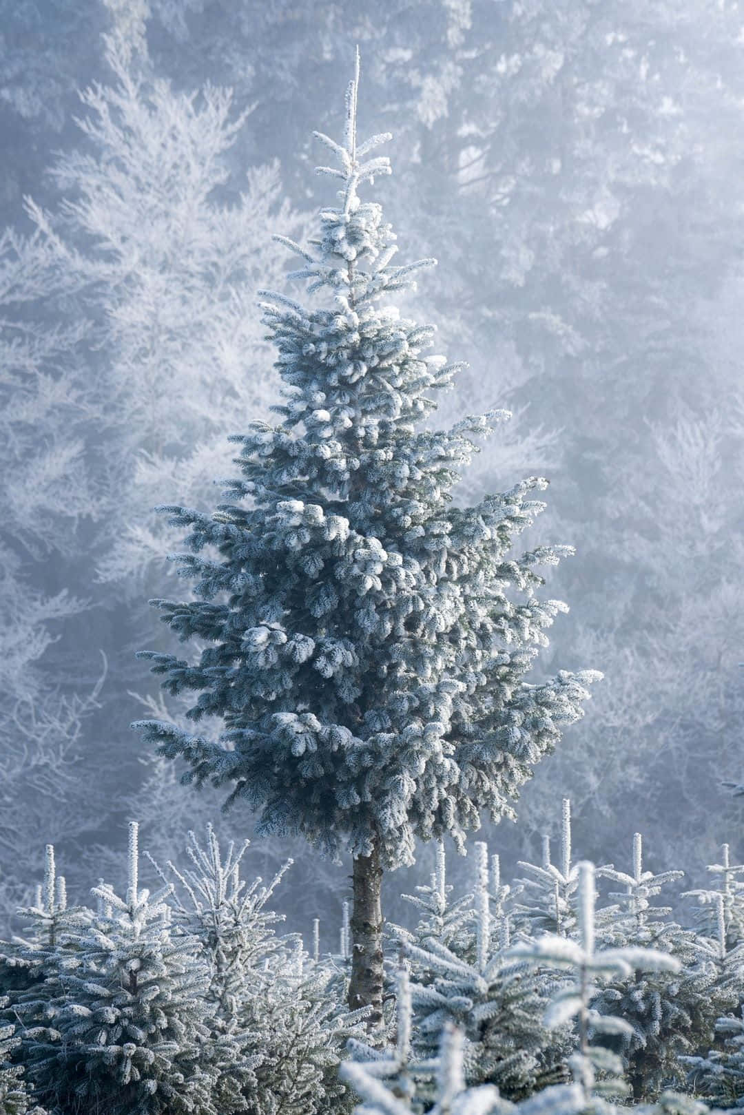 Snowy Christmas 桌布 壁紙 — 一棵孤獨的霜凍常青樹在霧濛濛的冬季森林中高高聳立，精緻的冰晶附著在它的樹枝上。