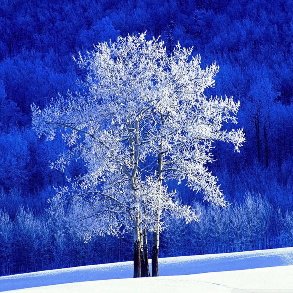 winter wonderland 桌布 壁紙 — 一棵孤獨的霜凍樹木在深藍色雪覆蓋的森林背景下，在晴朗的冬日天空下形成剪影。