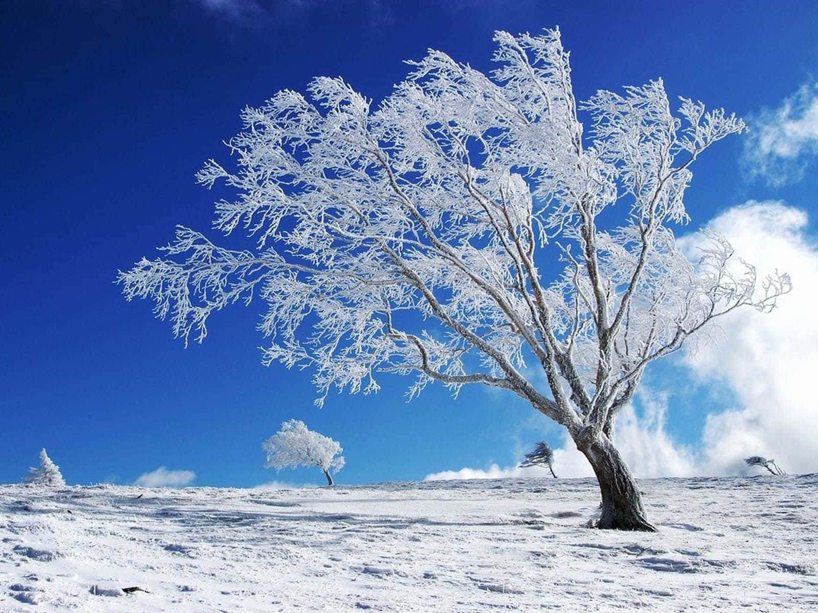 冬天桌面 桌布 壁紙 — 一棵孤獨的霜凍樹木在白雪皚皚的冬季景觀中，襯著充滿活力的藍天和蓬鬆的白雲，巍然聳立。