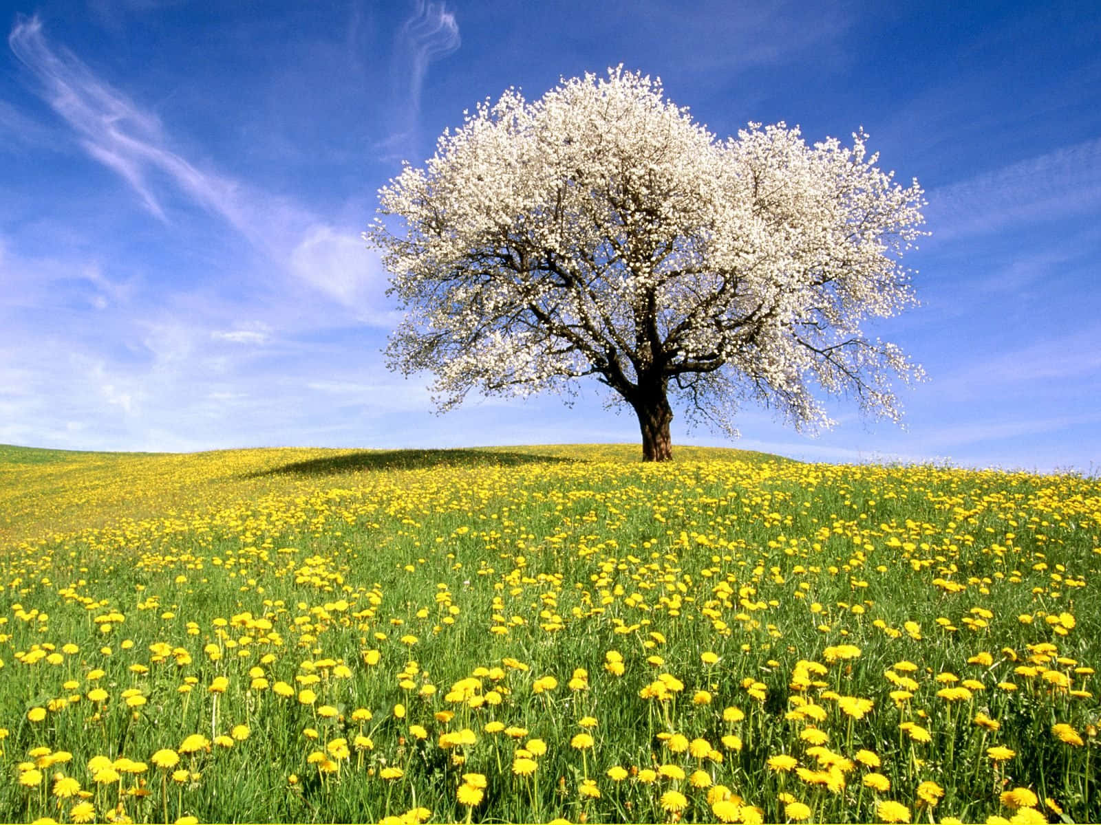 Meadow 桌布 壁紙 — 一棵孤獨開花的樹矗立在覆蓋著鮮豔黃色蒲公英的山丘上，在清澈的藍天下。