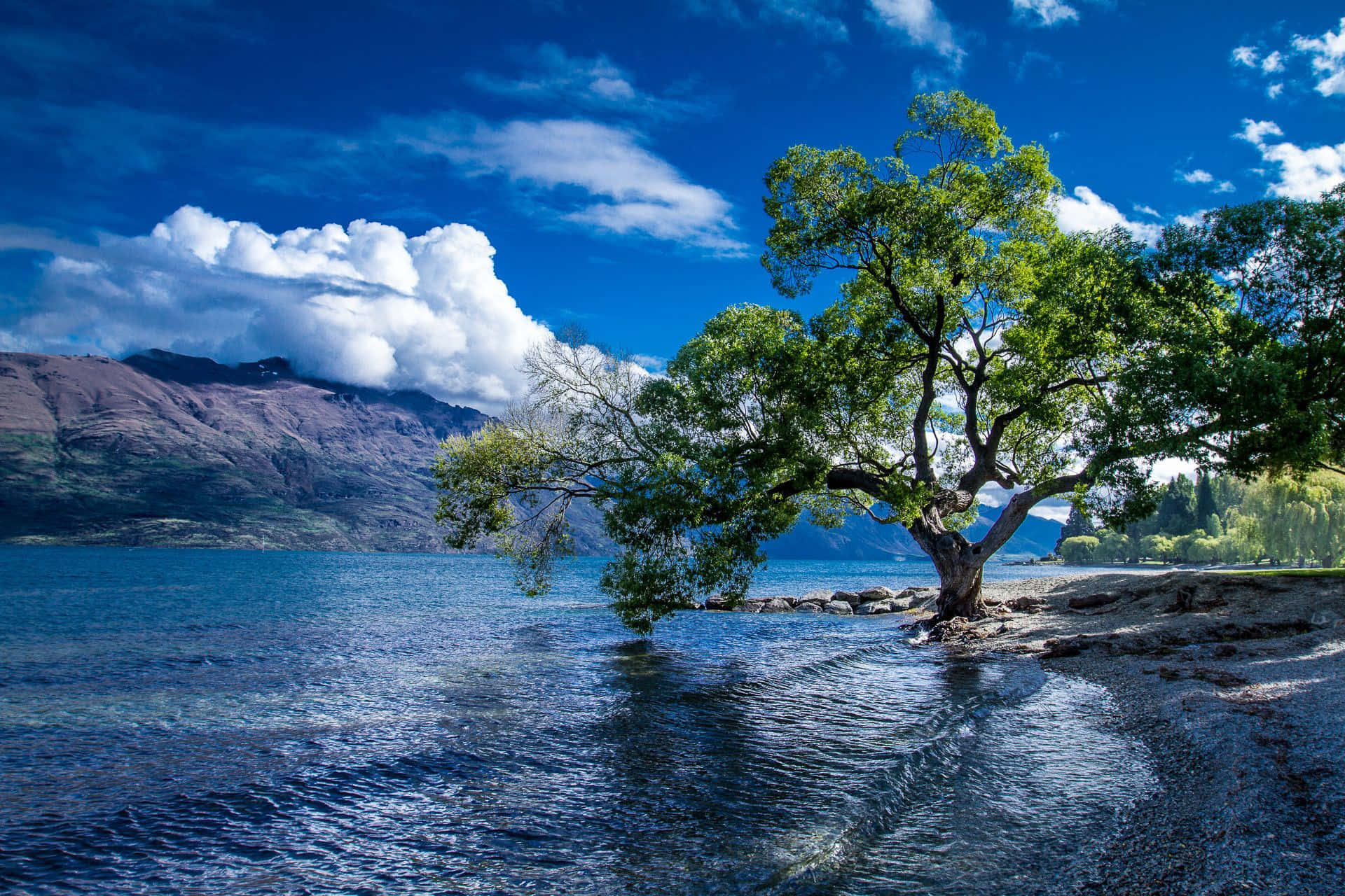 New Zealand 桌布 壁紙 — 一棵孤獨雄偉的樹木，長滿茂盛的綠葉，矗立在寧靜的藍色湖邊，天空色彩斑斕，飄著 fluffy 的白雲。