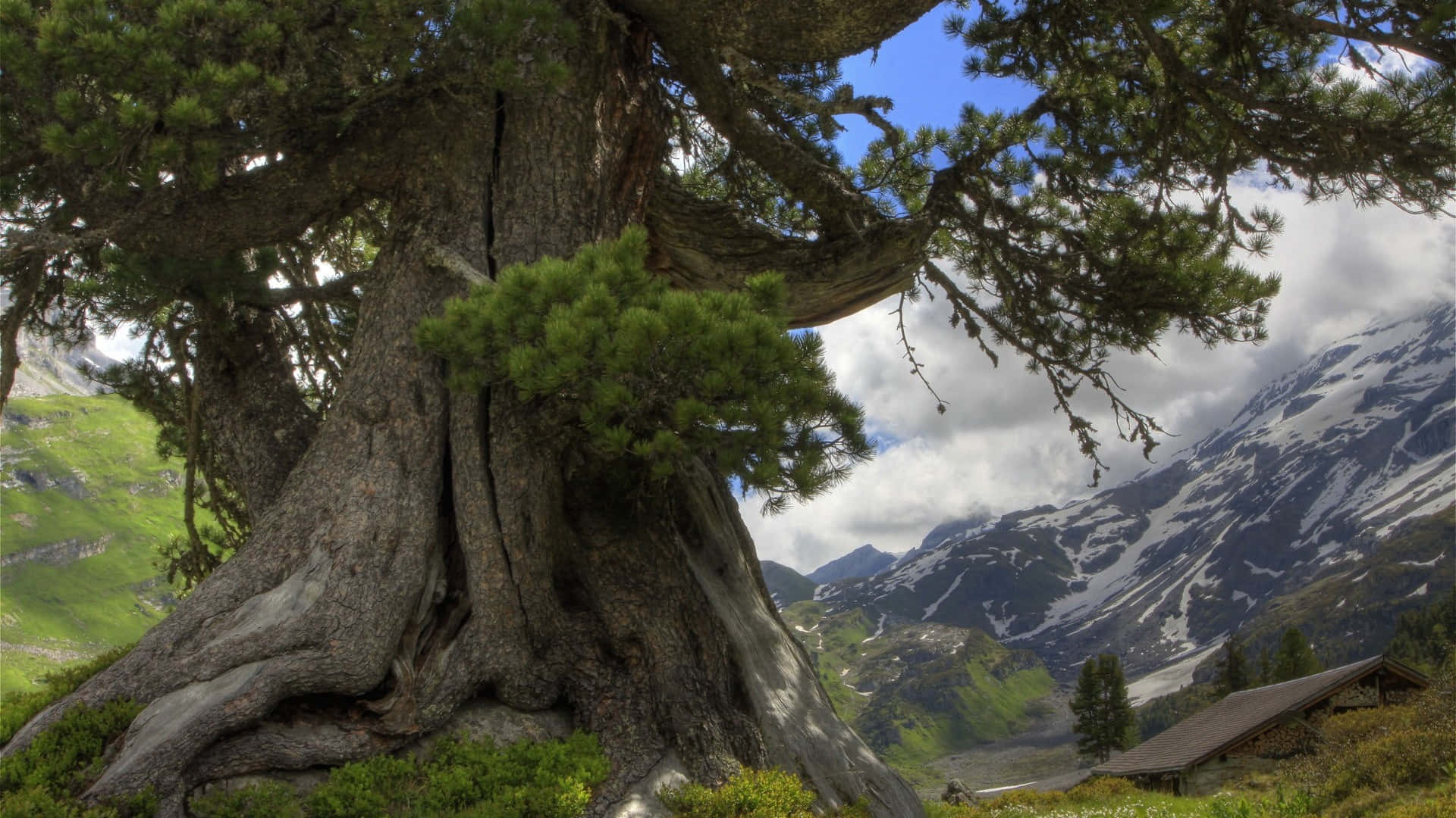 trees 桌布 壁紙 — 一棵巨大的古老松樹，樹根盤根錯節，主宰著一個山谷，山谷中有積雪的山峰和一座木屋，天空部分多雲。