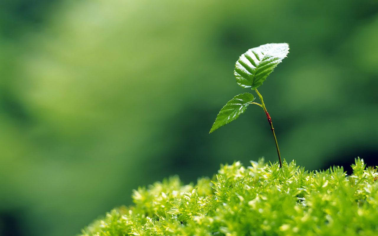 植物 桌布 壁紙 — 一棵帶有兩片葉子的鮮綠色嫩芽從茂密的苔蘚床中冒出，背景是柔和模糊的森林。