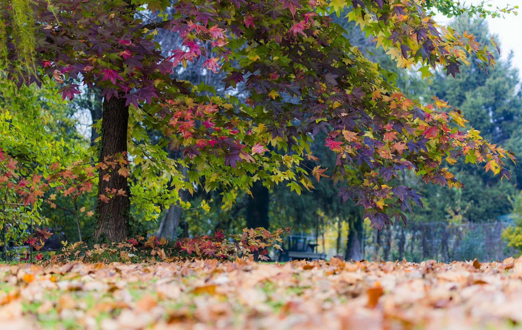 Fallen Leaves 桌布 壁紙 — 一棵擁有鮮豔紅色、紫色和綠色葉子的樹，矗立在公園裡落葉鋪成的地毯上。
