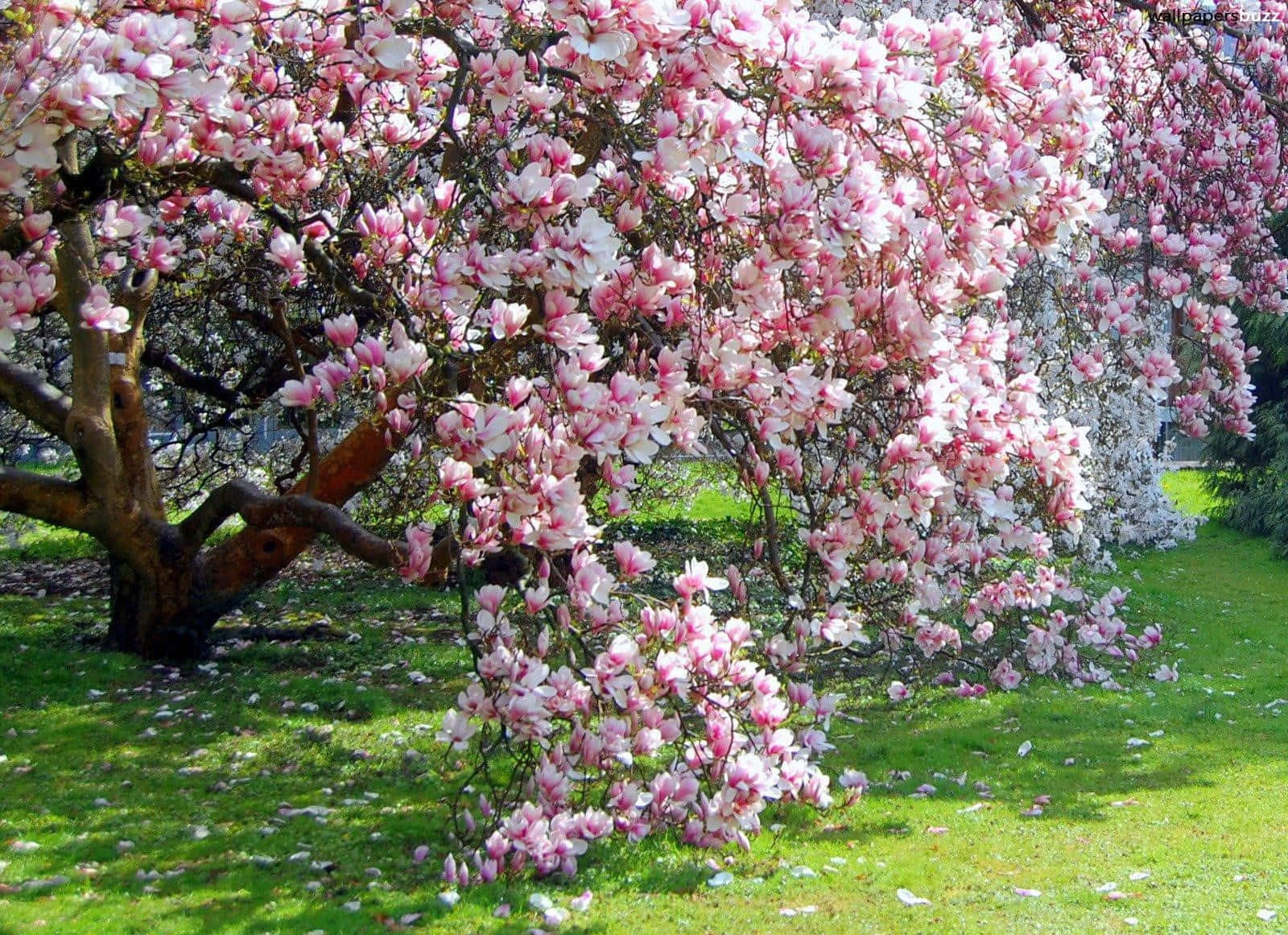 Blooming Trees 桌布 壁紙 — 一棵木蘭樹在綠草和斑駁陽光的襯托下，綻放出粉紅色和白色的花朵。