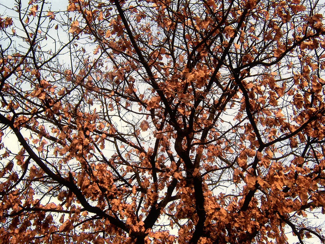 Brown Autumn 桌布 壁紙 — 一棵樹的特寫視圖，稀疏的橙色葉子映襯著晚秋蒼白的天空。