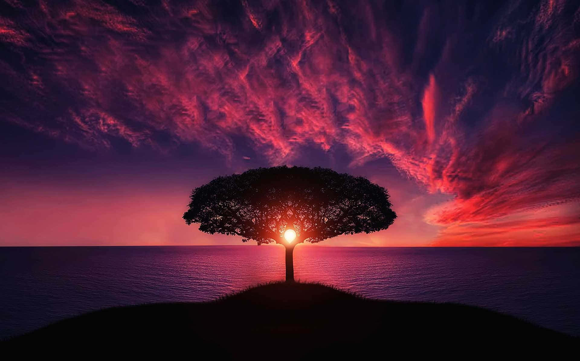 一棵樹立於山丘之上，背後夕陽西沉 壁紙