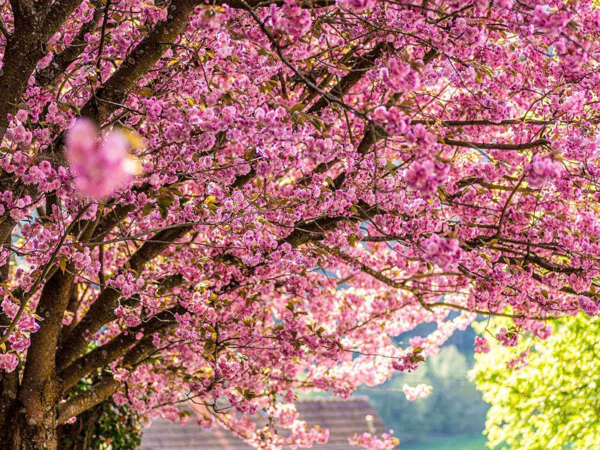 Cherry Blossom Tree 桌布 壁紙 — 一棵深色樹枝的樹上，粉紅色的櫻花密集盛開，形成鮮豔的樹冠，背景是柔和的綠色。