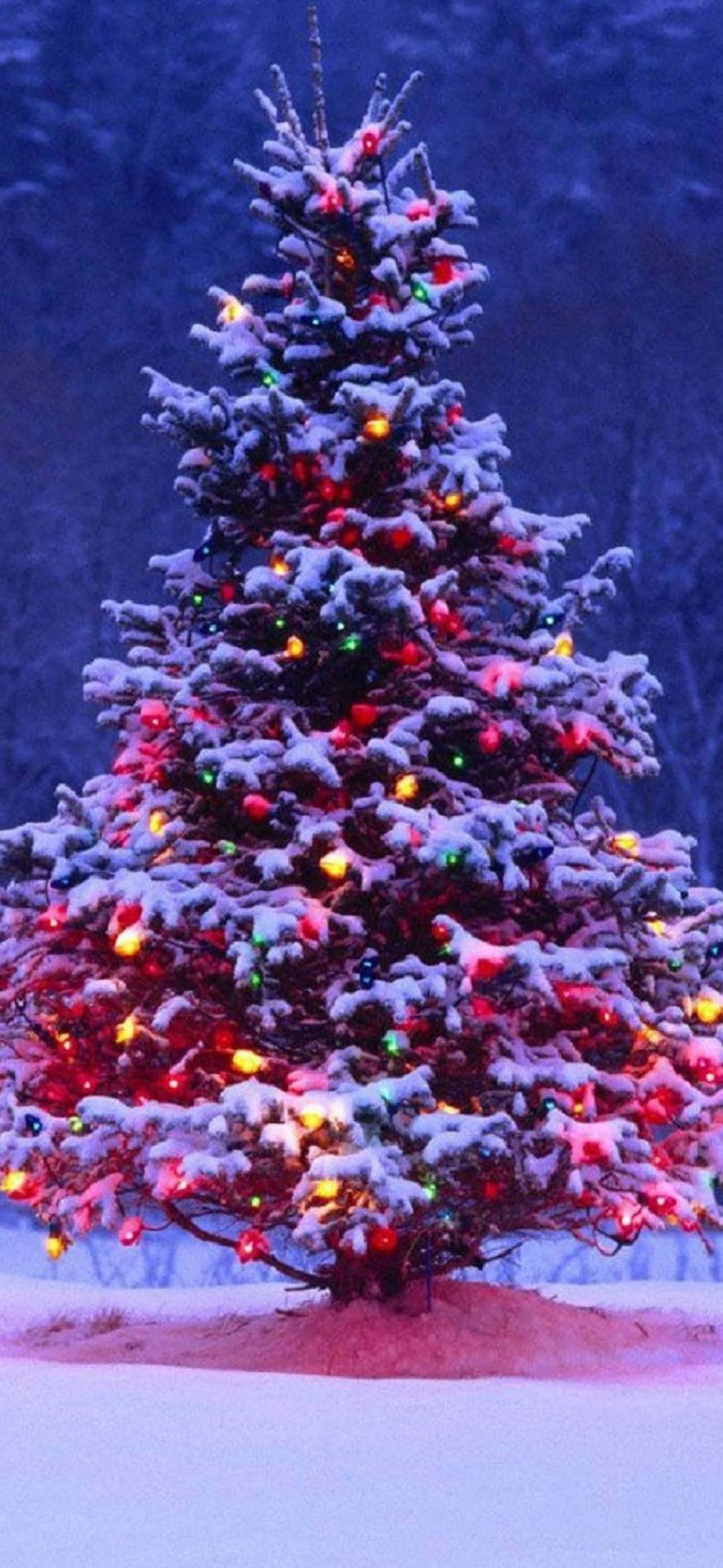 聖誕節 iPhone 桌布 壁紙 — 一棵白雪覆蓋的常青樹在深藍色的冬夜天空中閃爍著五彩繽紛的燈光。