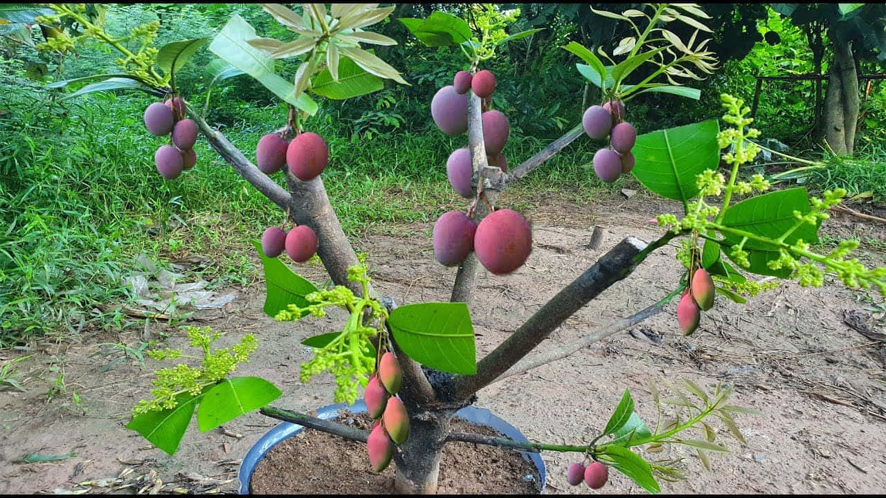 Blue Mango 桌布 壁紙 — 一棵盆栽芒果樹，結滿了正在成熟的紫色和紅色果實，周圍是茂密的綠葉和土壤。