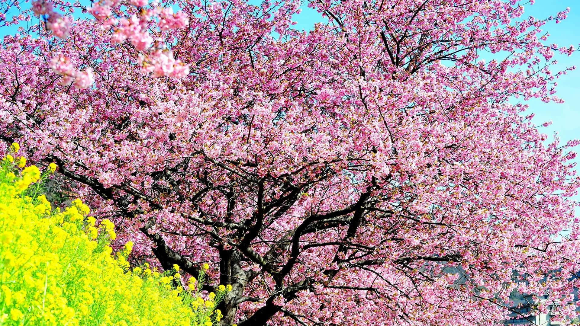 Cherry Blossom Tree 桌布 壁紙 — 一棵盛開的粉紅色櫻花樹，在晴朗的藍天下，聳立在一片鮮黃色的花田之上。