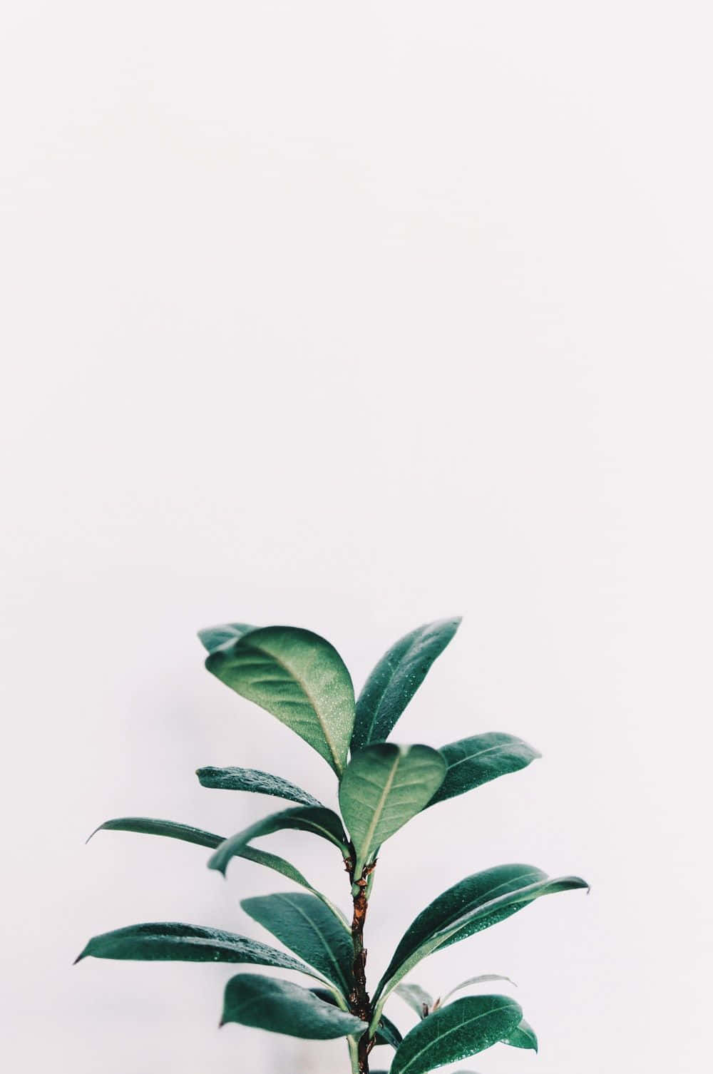 Vintage Aesthetic Plant 桌布 壁紙 — 一棵綠色葉子植物在純白背景上向上發芽，帶有柔和陰影。