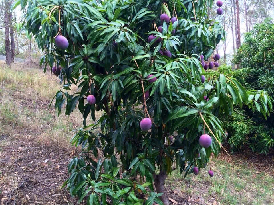 Blue Mango 桌布 壁紙 — 一棵茂密的芒果樹，掛滿成熟的紫色果實，矗立在陽光普照的森林空地上。