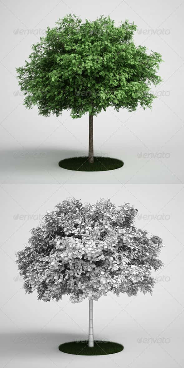 Black Locust 桌布 壁紙 — 一棵茂盛的綠色樹木及其灰階線框版本並排站立在白色背景上的圓形草地上。