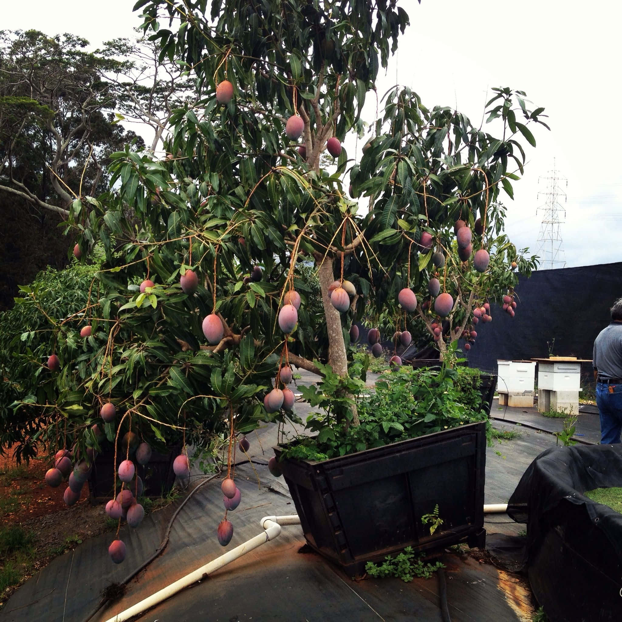 Blue Mango 桌布 壁紙 — 一棵茂盛的芒果樹，結滿成熟的紫色和橙色果實，生長在黑色花盆中，位於多雲天空下的屋頂花園。
