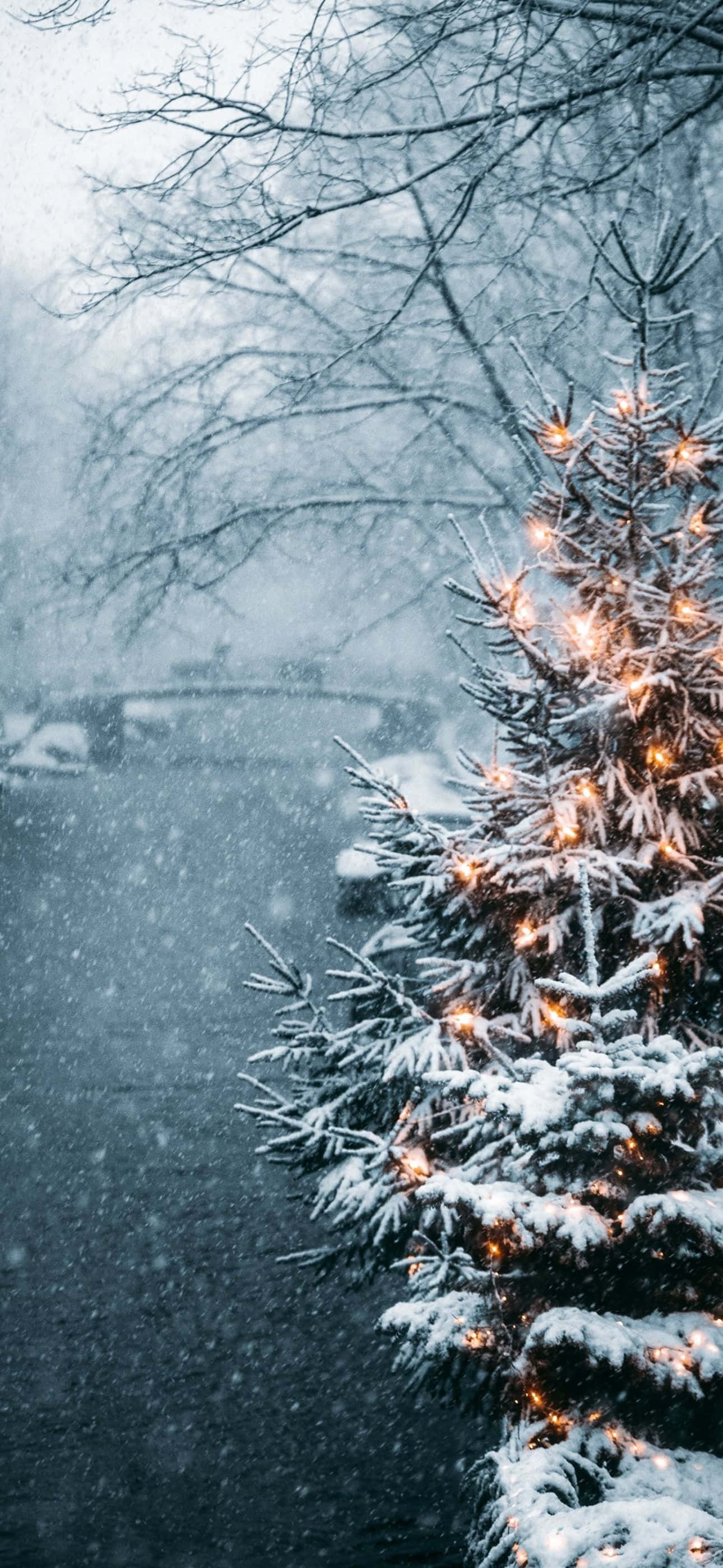 聖誕節 iPhone 桌布 壁紙 — 一棵被雪覆蓋的常青樹，在雪白、光禿的冬季背景下閃爍著溫暖的光芒。