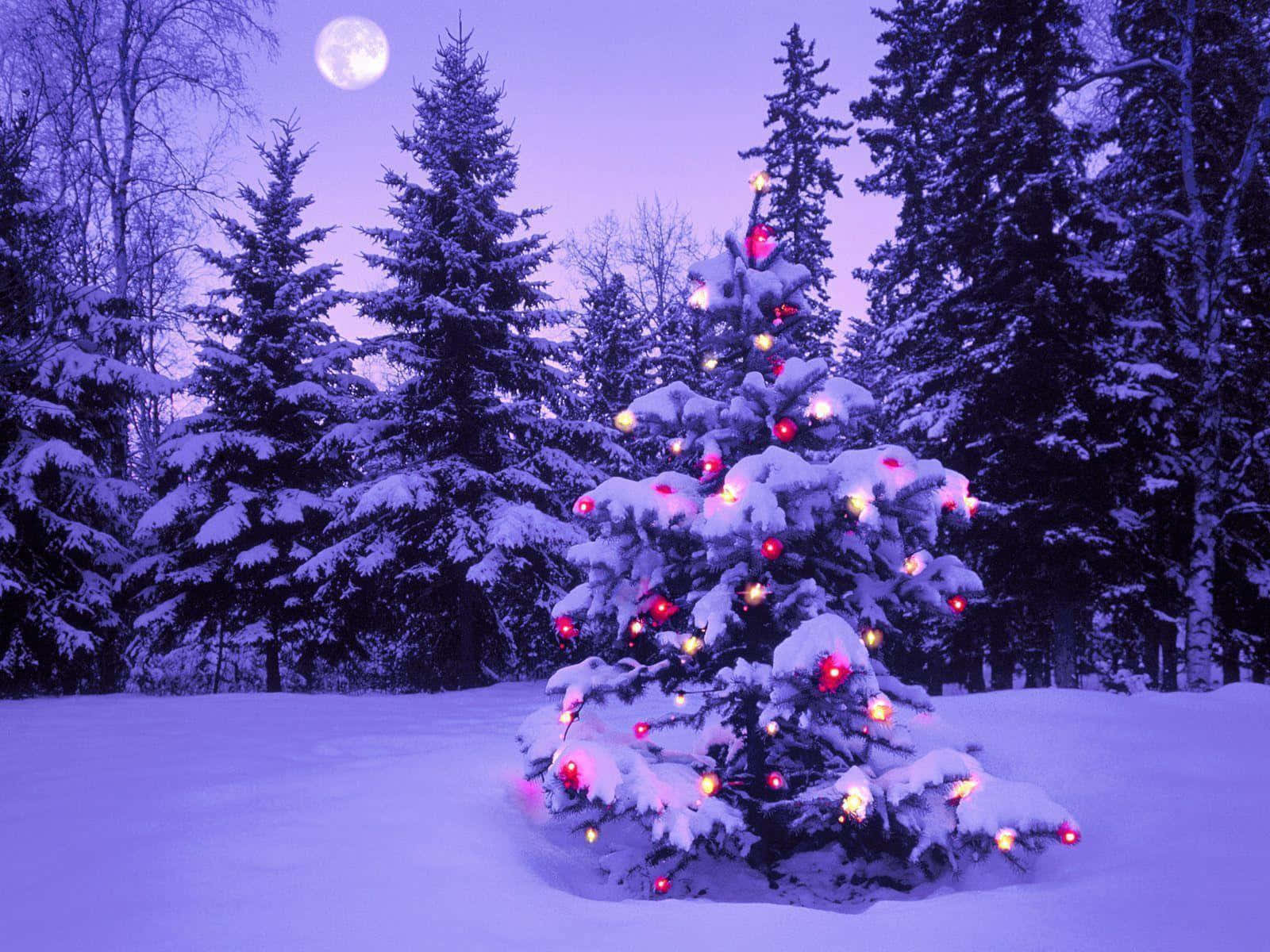 Snowy Christmas 桌布 壁紙 — 一棵被雪覆蓋的常青樹，裝飾著發光的紅色和黃色燈光，站在滿月下的雪地森林中。