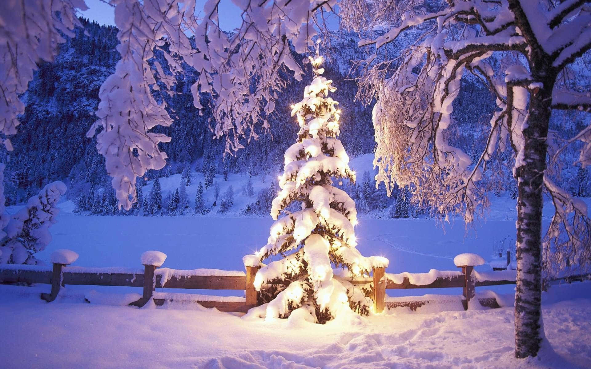Winter Christmas 桌布 壁紙 — 一棵被雪覆蓋的常青樹在暮色冬季森林背景下，用串燈溫暖地發光。