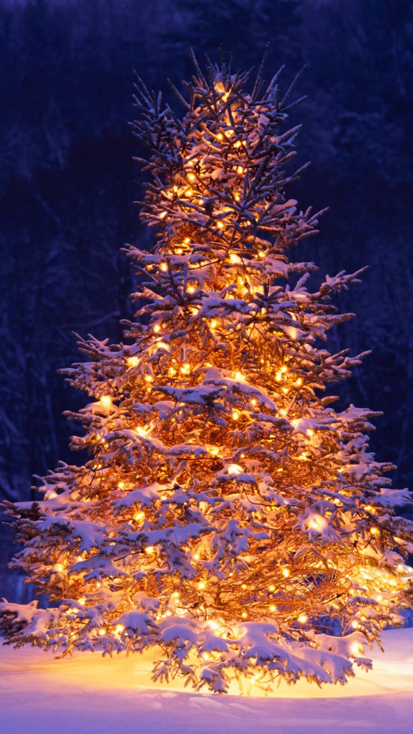 Winter Christmas 桌布 壁紙 — 一棵被雪覆蓋的常青樹在黑暗的冬季森林背景下，用串燈溫暖地發光。