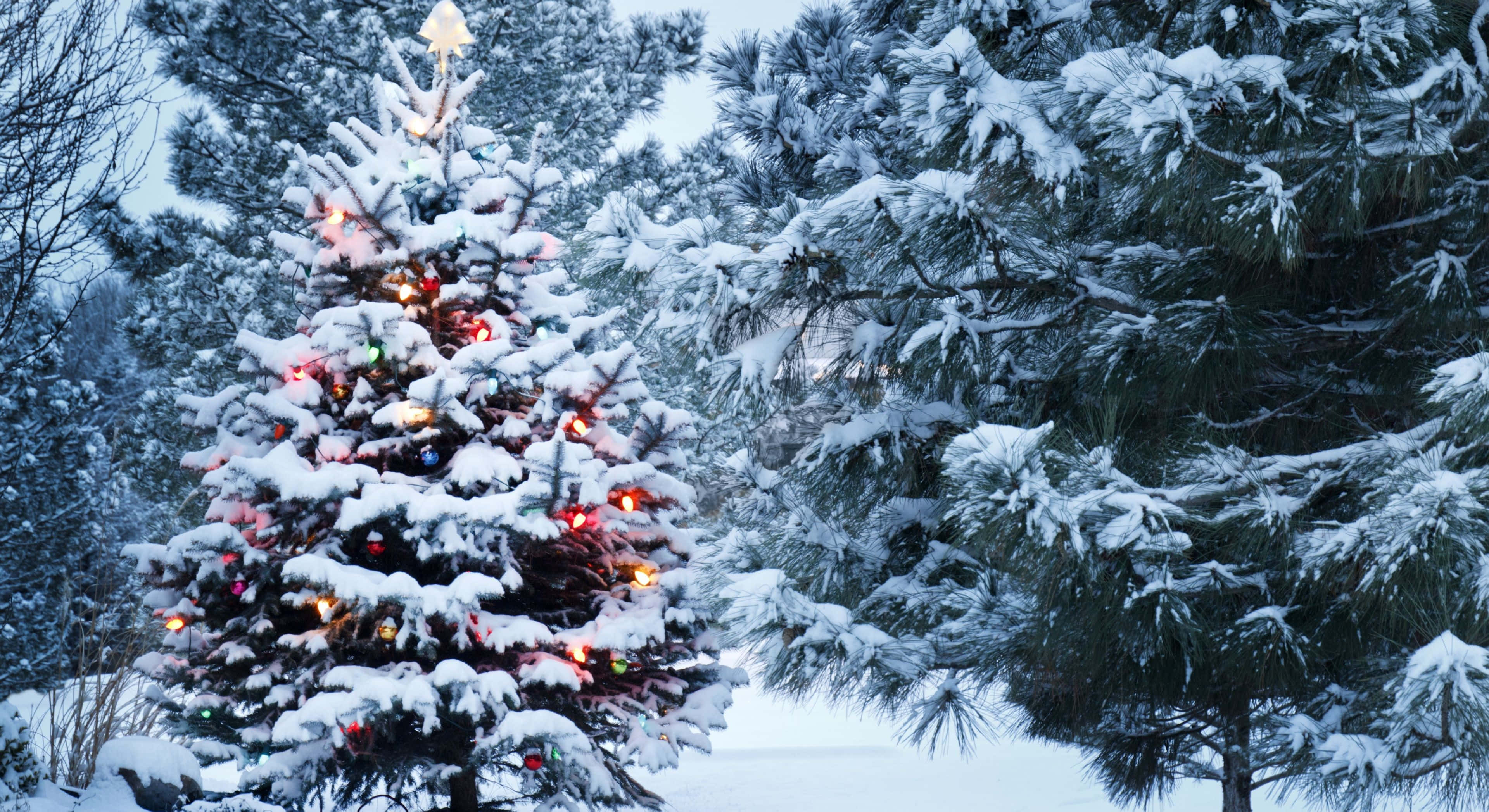 Winter Christmas 桌布 壁紙 — 一棵被雪覆蓋的松樹，裝飾著發光的彩色燈光，佇立在蒼白天空下的冬季森林中。
