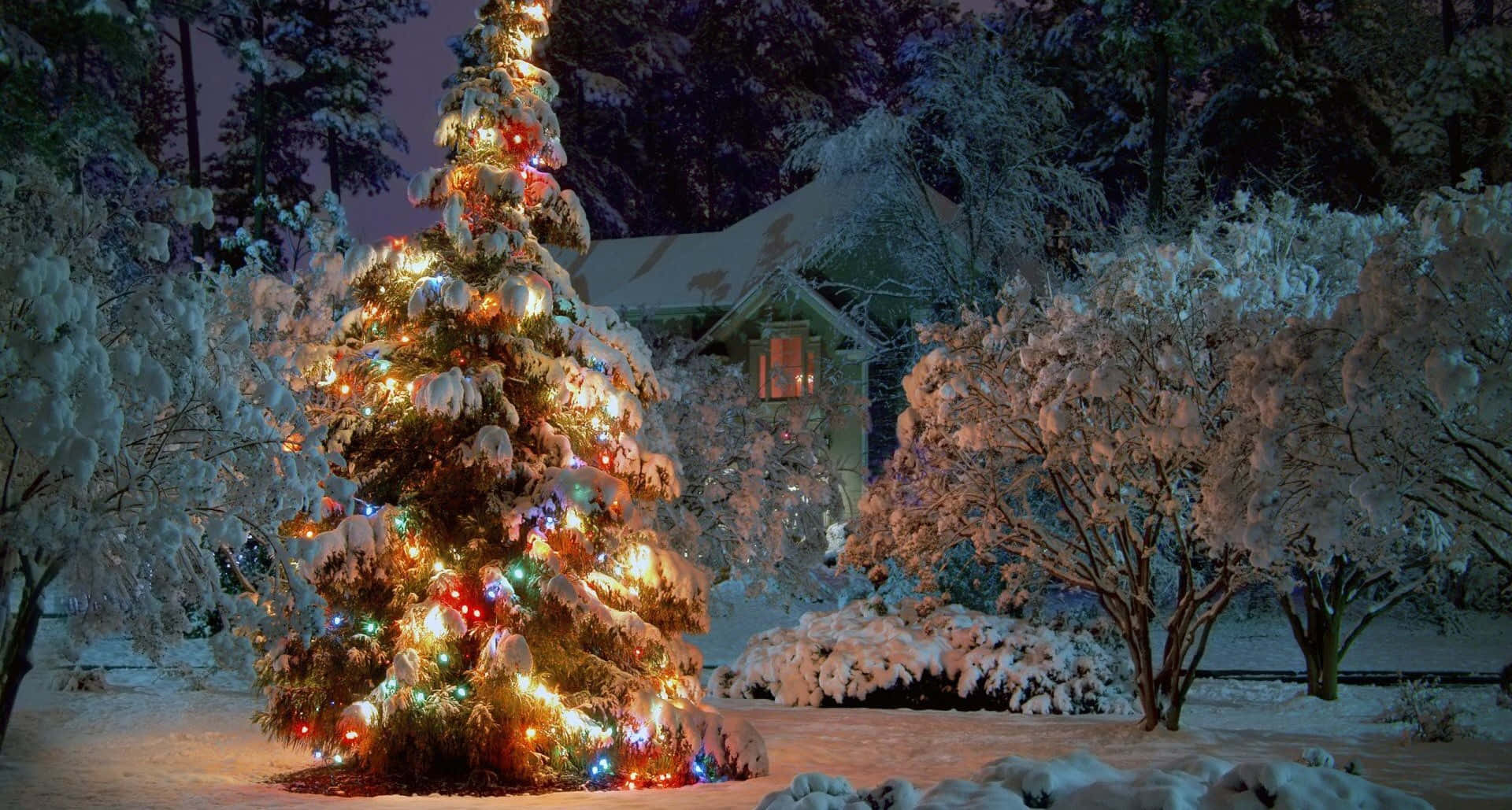 Winter Christmas 桌布 壁紙 — 一棵被雪覆蓋的聖誕樹，閃爍著五彩繽紛的燈光，夜晚佇立在雪地庭院中，背景是一座房子。