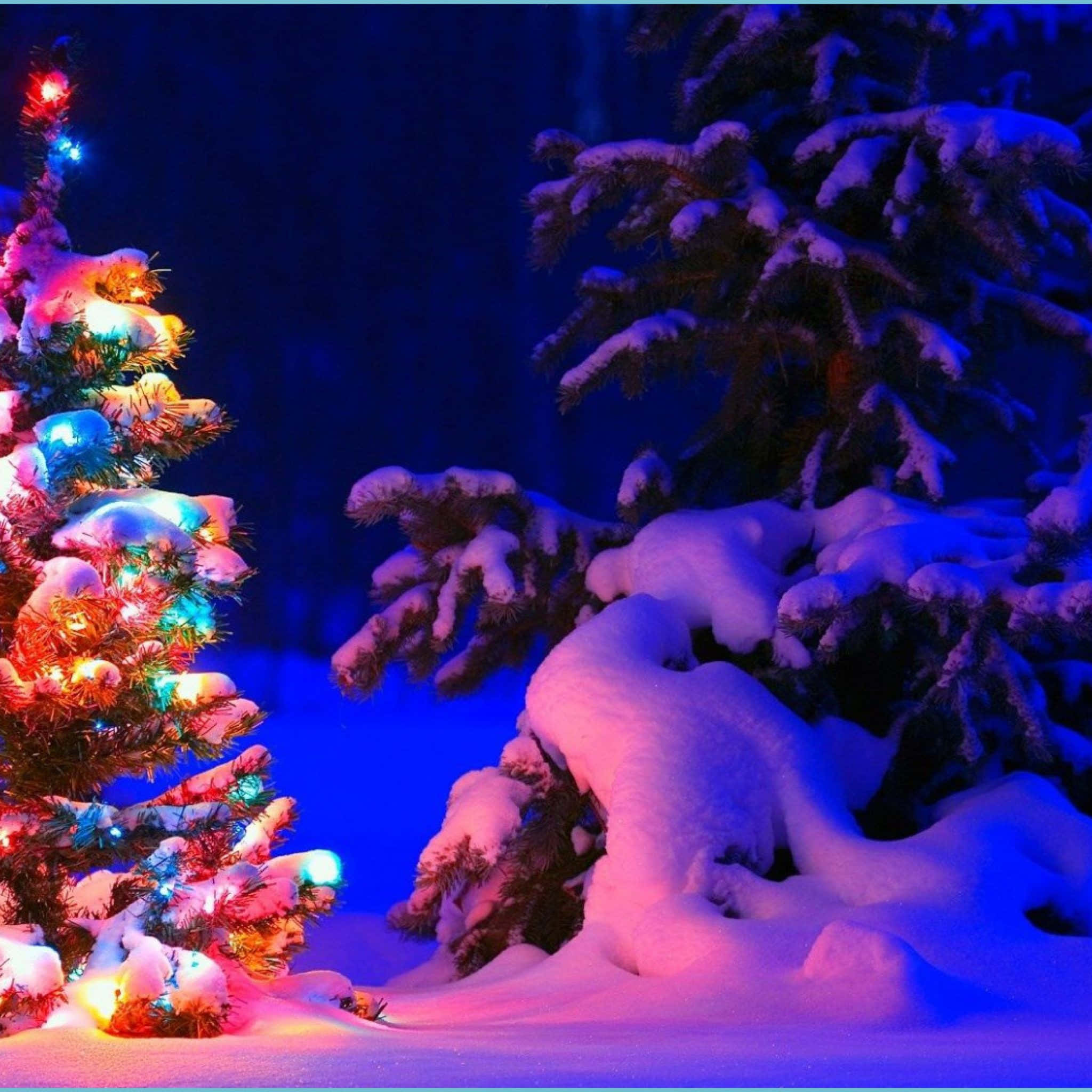 Snowy Christmas 桌布 壁紙 — 一棵被雪覆蓋的聖誕樹，閃爍著五彩繽紛的燈光，矗立在黑暗的雪松旁，構成一個神奇的冬夜場景。