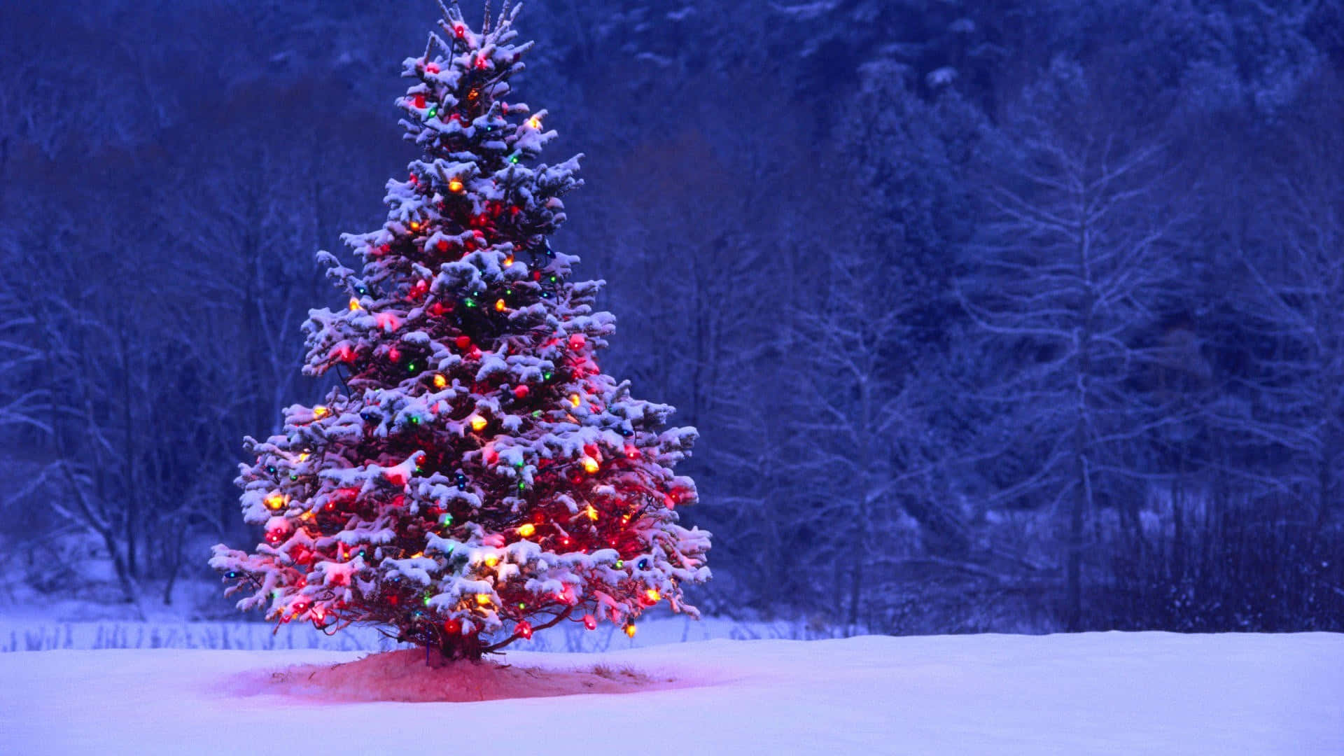3d Christmas 桌布 壁紙 — 一棵被雪覆蓋的聖誕樹，閃爍著五彩燈光，獨自矗立在黃昏寂靜的冬日森林中。