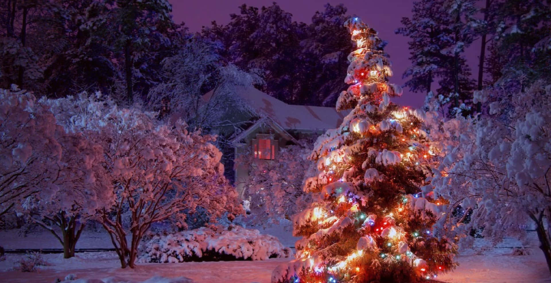Winter Christmas 桌布 壁紙 — 一棵被雪覆蓋的聖誕樹，閃爍著五彩繽紛的燈光，夜晚矗立在雪地庭院中，背景是一座房子。