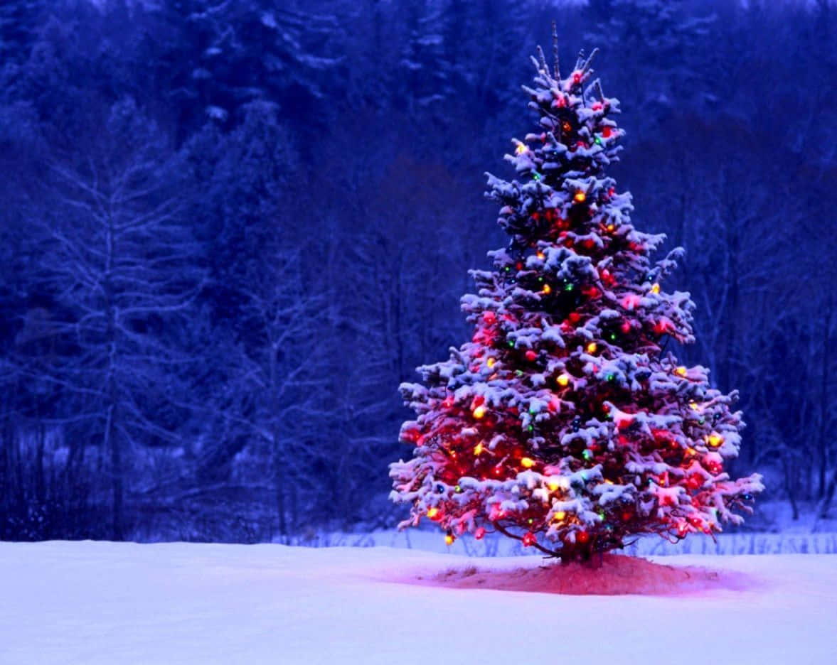 Winter Christmas 桌布 壁紙 — 一棵被雪覆蓋的聖誕樹在暮色中閃爍著五彩燈光，背景是深藍色的冬季森林。