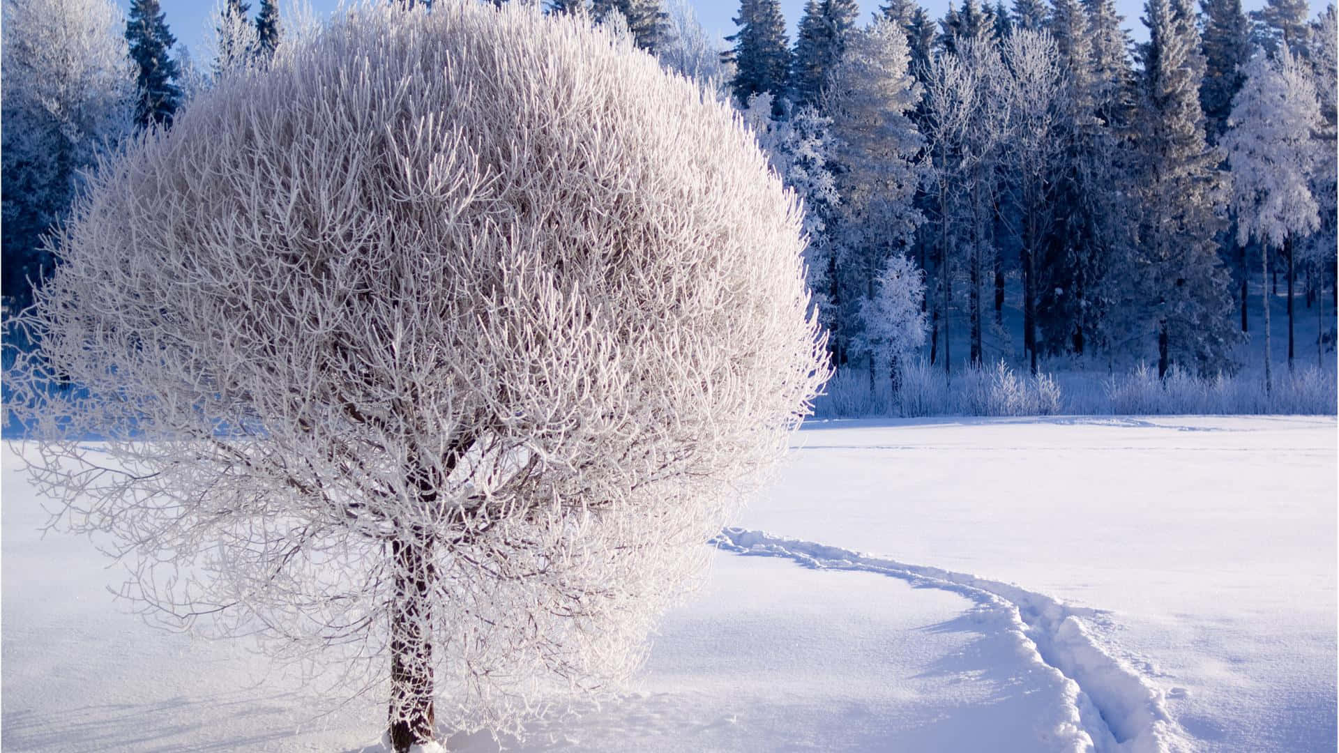 Beautiful Winter 桌布 壁紙 — 一棵覆蓋著霜的樹孤獨地立在雪地上，腳印蜿蜒通向它，背景是清澈的藍天。