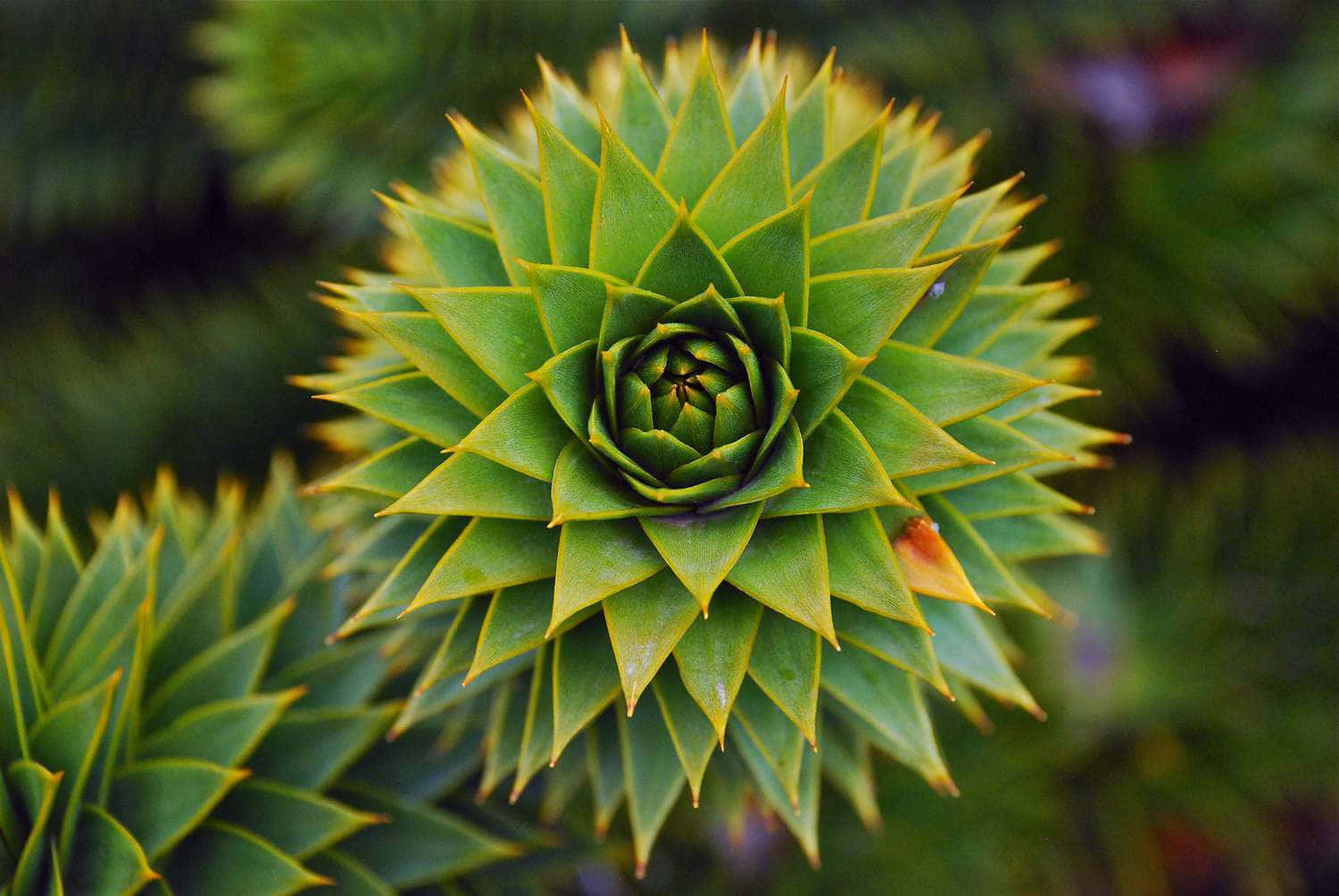 一棵長滿綠葉的植物 壁紙