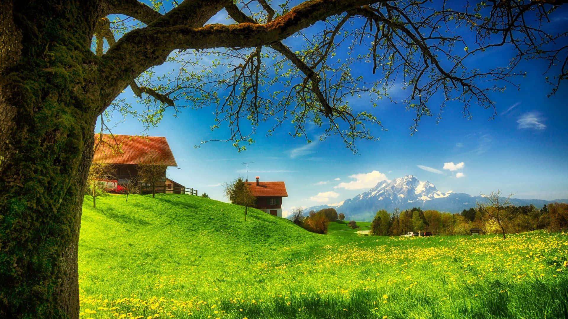 Spring Weather 桌布 壁紙 — 一棵長滿苔蘚的樹木框住了一片陽光明媚的草地，草地上有黃色花朵、紅頂小屋和白雪覆蓋的山脈，背景是清澈的藍天。