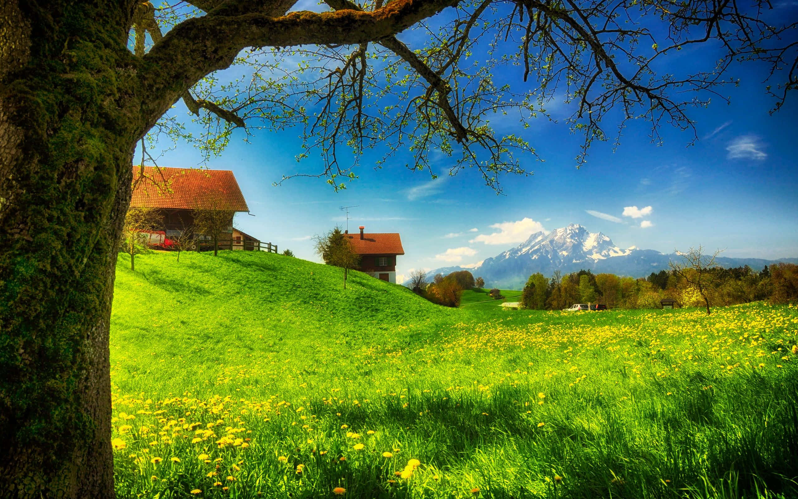 Spring Meadow 桌布 壁紙 — 一棵長滿苔蘚的樹木框住了一片陽光明媚的草地，草地上有黃色蒲公英、紅頂小屋和白雪覆蓋的山脈，背景是清澈的藍天。