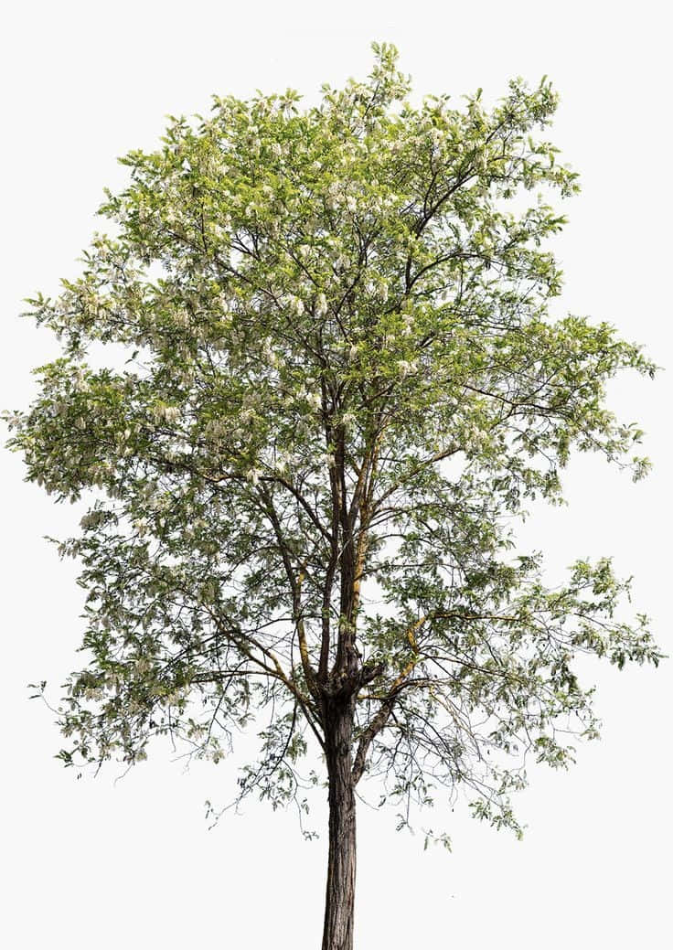 Black Locust 桌布 壁紙 — 一棵長滿茂密綠葉和潔白花朵的成年樹木，在純白背景前高高聳立。