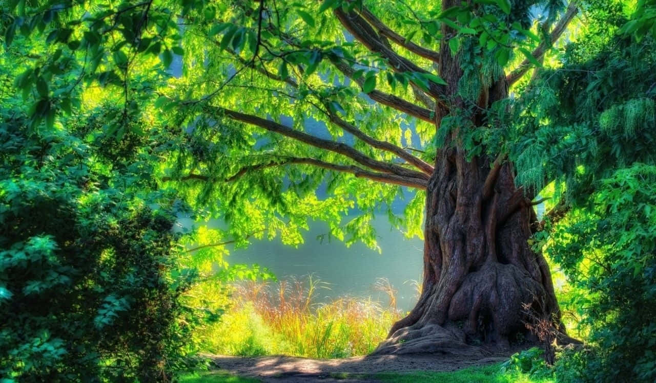 trees 桌布 壁紙 — 一棵雄偉的古樹，樹根粗壯盤結，樹葉翠綠茂盛，沐浴在穿透樹冠的黃金陽光中。