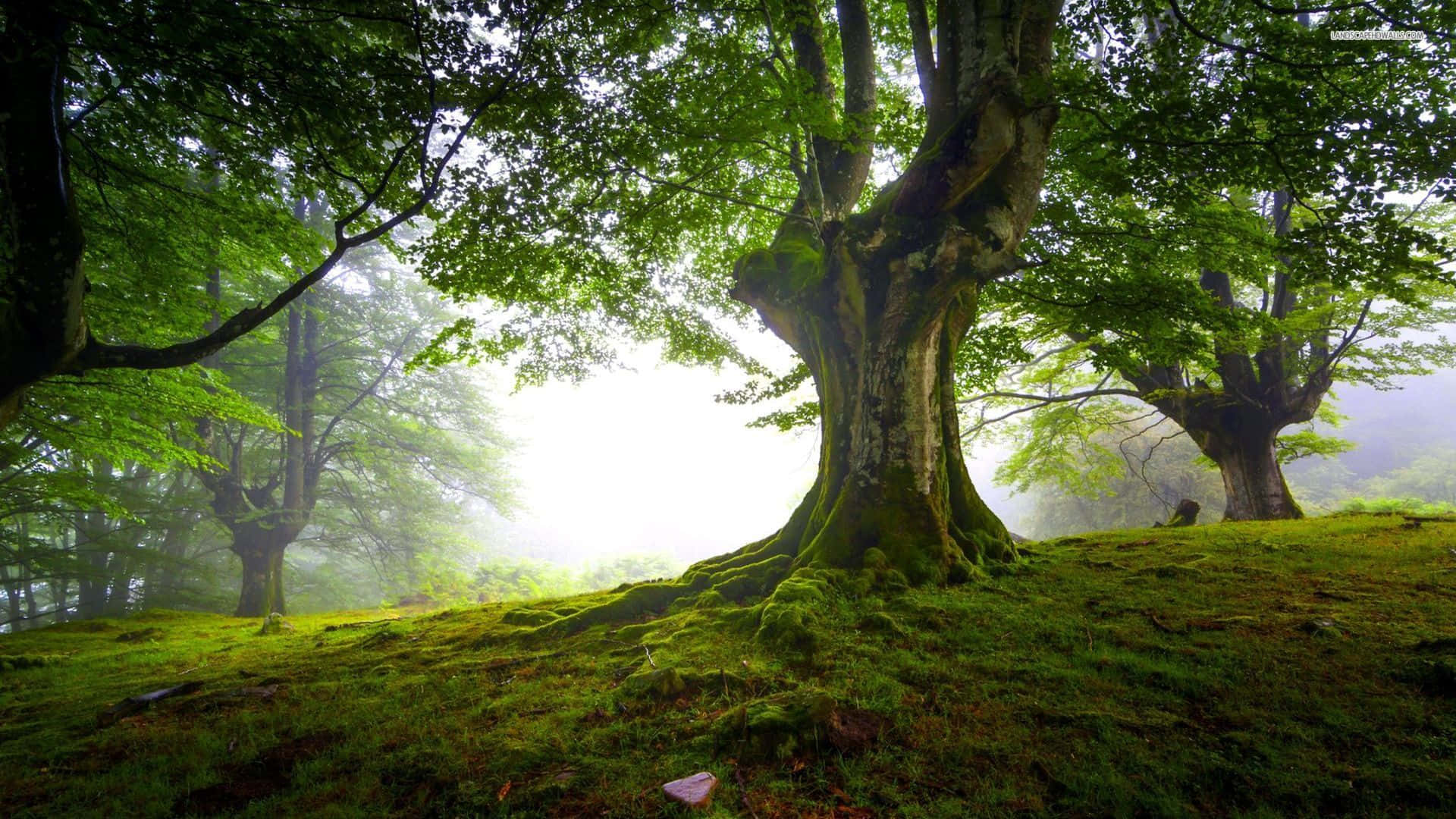 trees 桌布 壁紙 — 一棵雄偉的古樹，樹根長滿苔蘚，矗立在薄霧籠罩的森林中，沐浴在柔和的晨光裡。
