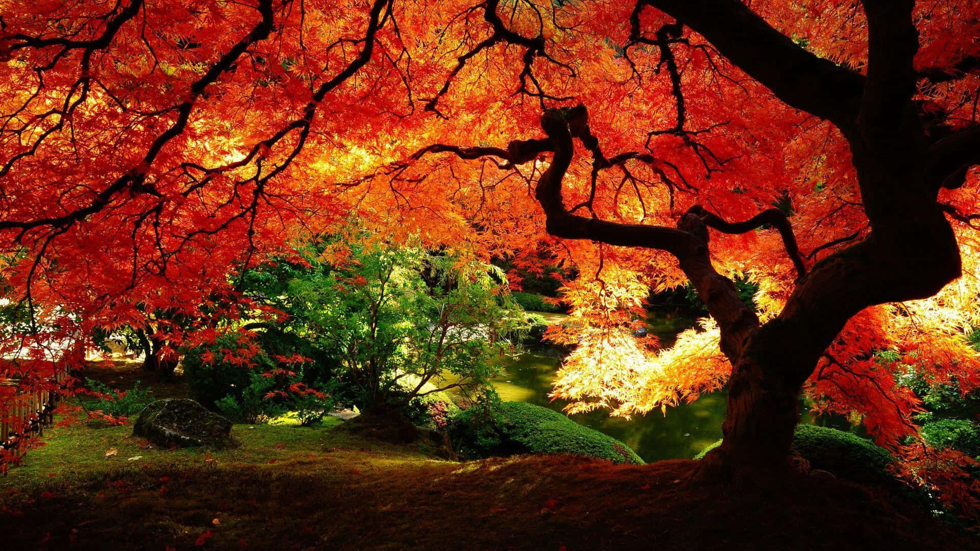 Colorful Trees 桌布 壁紙 — 一棵雄偉的楓樹，帶有火紅和橙色的葉子，在黃金時刻拱起在寧靜的花園池塘上。
