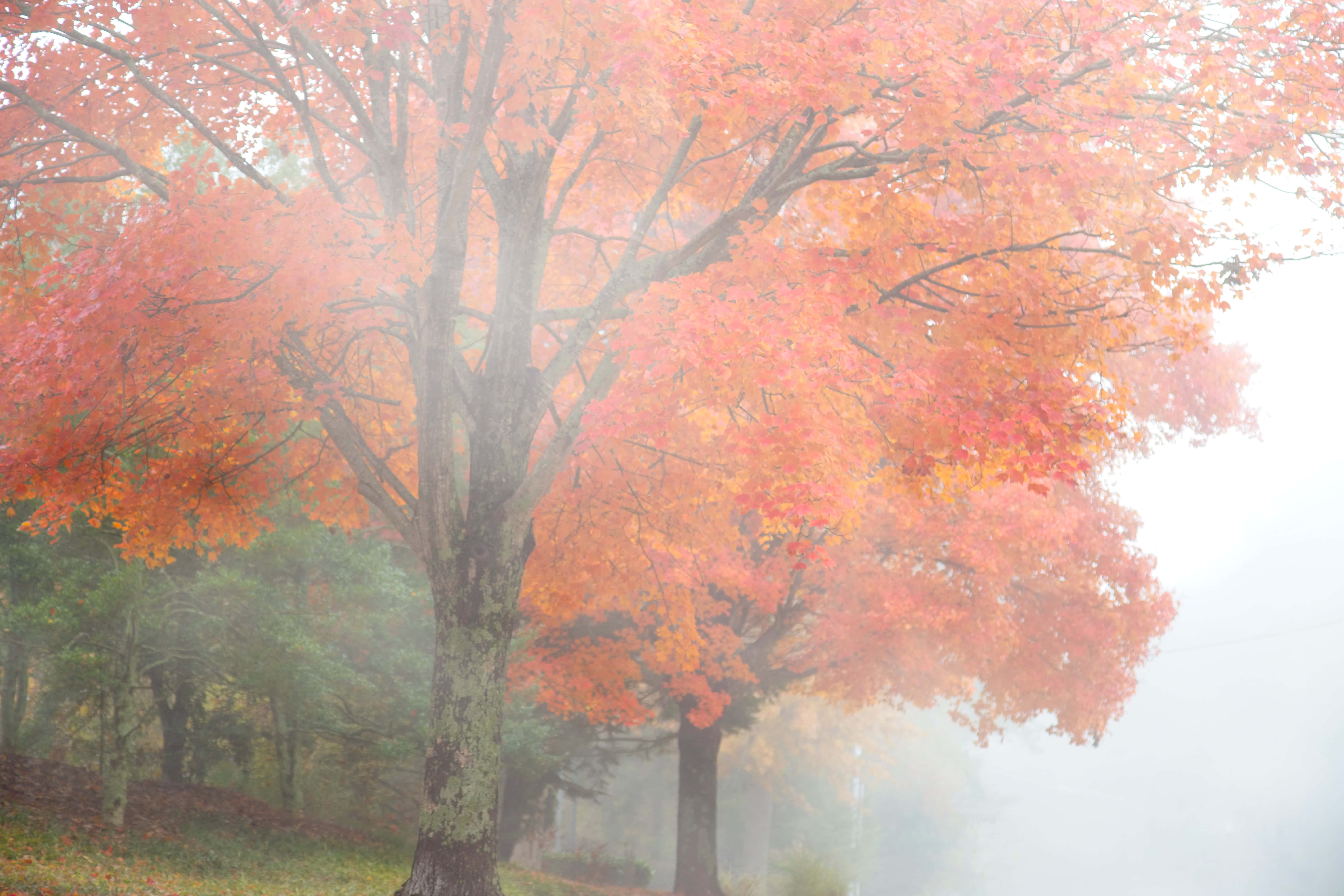 Fall Fog 桌布 壁紙 — 一棵雄偉的楓樹在秋天柔和的霧氣背景下綻放出火紅的橙色和紅色葉子。
