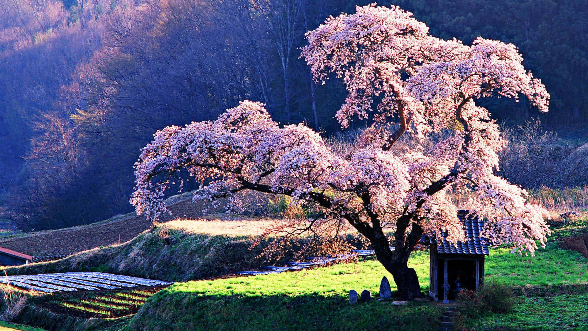 Cherry Blossom Tree 桌布 壁紙 — 一棵雄偉的櫻花樹盛開，在黃金時段將柔軟的粉紅色花瓣灑落在寧靜的鄉村景觀上。