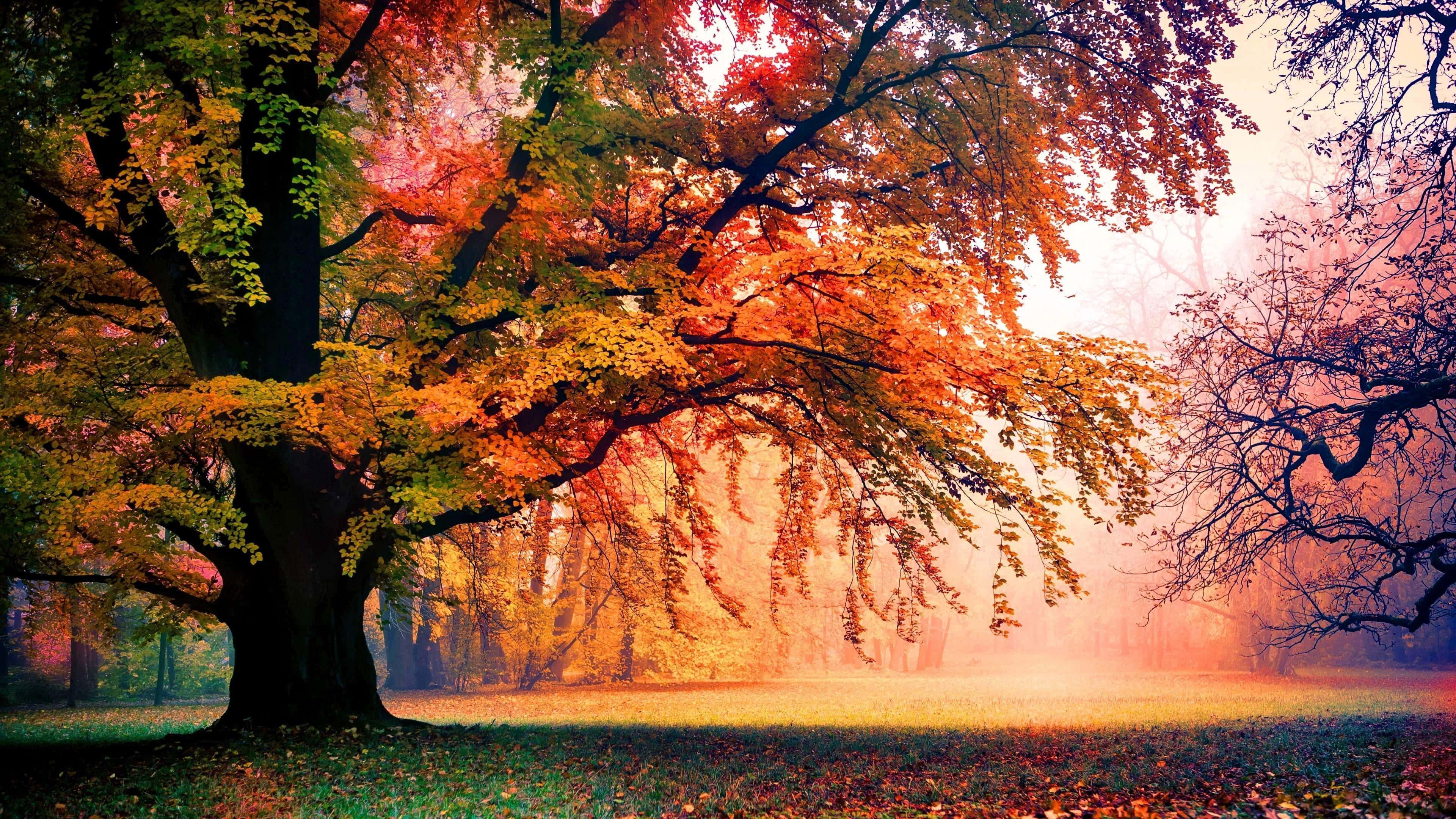 Colorful Trees 桌布 壁紙 — 一棵雄偉的秋樹，帶有火紅的橙色和紅色葉子，矗立在迷霧森林中，沐浴在溫暖的金色光芒中。