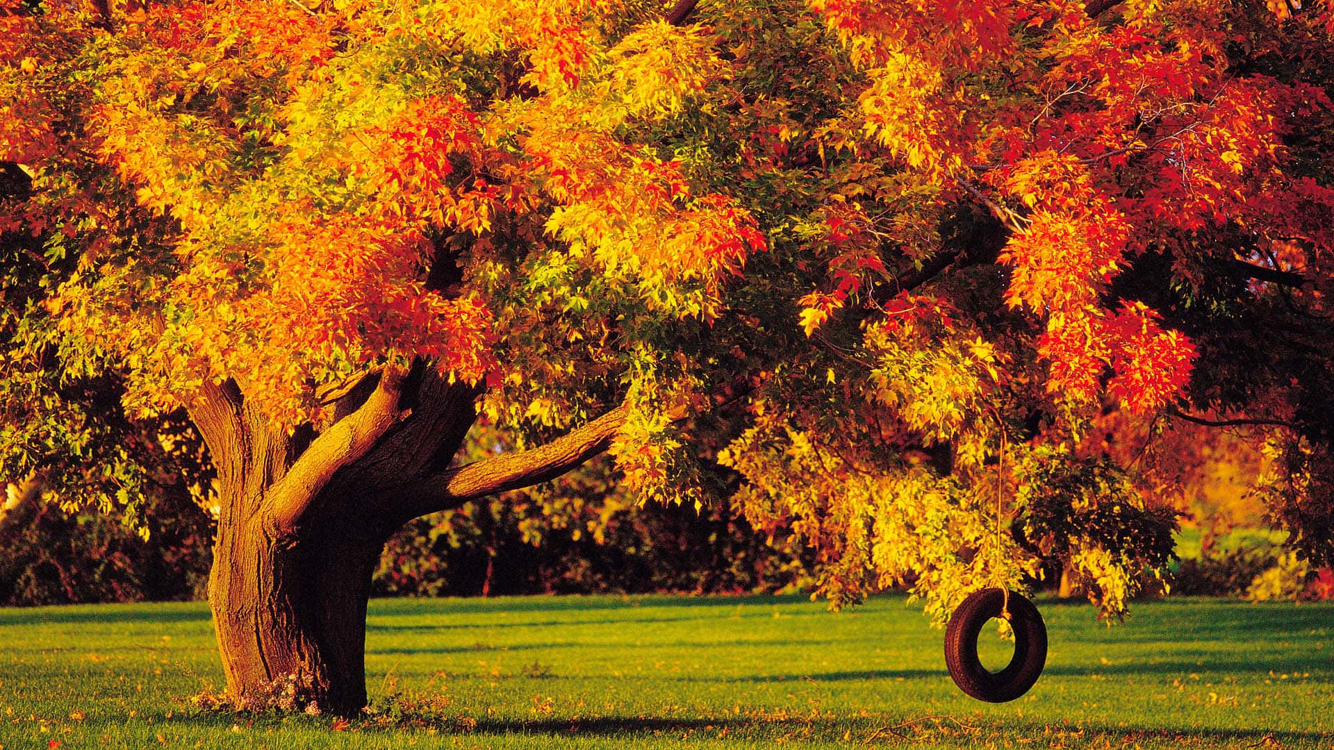 Colorful Trees 桌布 壁紙 — 一棵雄偉的秋樹，帶有火紅的橙色和黃色葉子，矗立在陽光明媚的草地上，樹枝上掛著一個輪胎鞦韆。