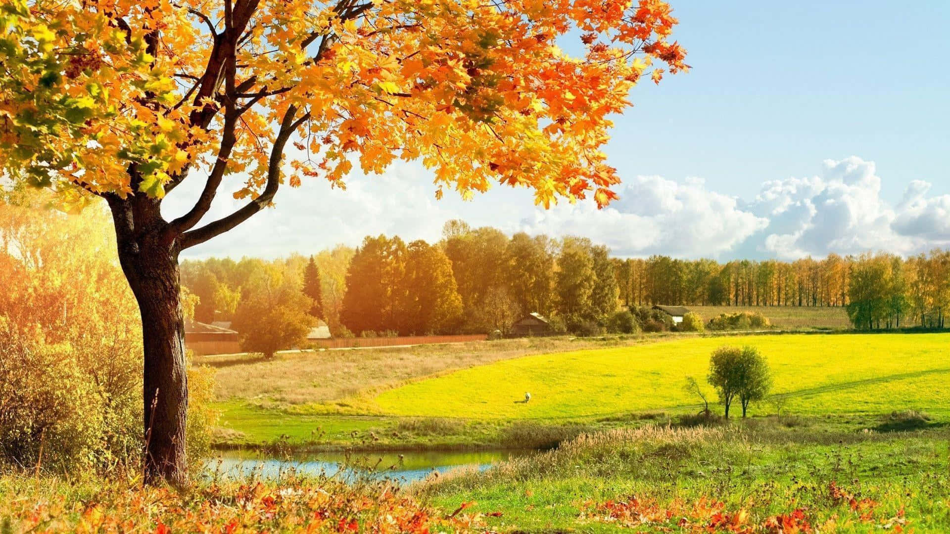 Fall Landscape 桌布 壁紙 — 一棵雄偉的秋樹，火紅的橙色葉子，矗立在陽光明媚的田野中寧靜的池塘旁，藍天白雲。