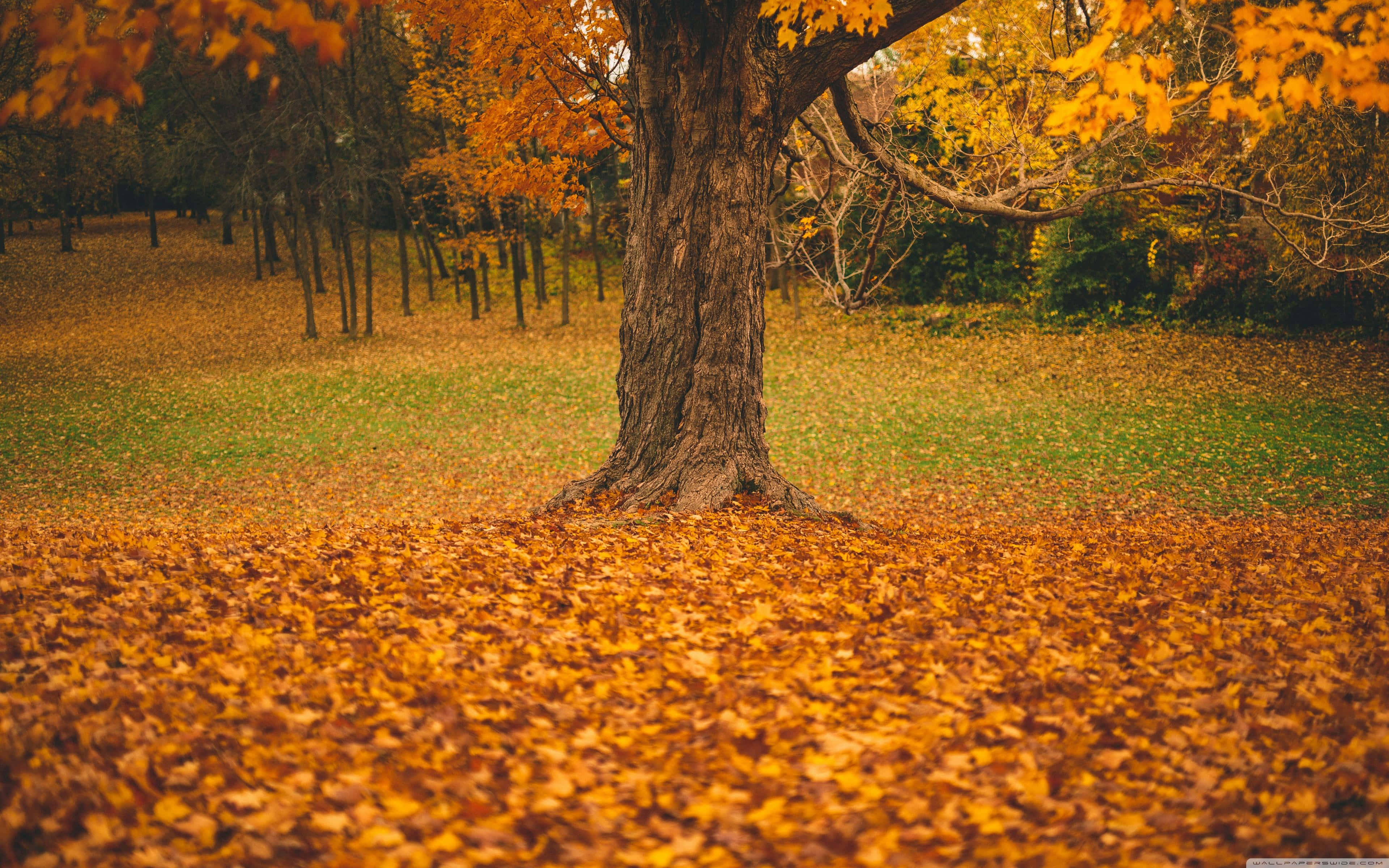 Colorful Trees 桌布 壁紙 — 一棵雄偉的秋樹矗立在鋪滿金色落葉的田野中，沐浴在柔和的白日光下。