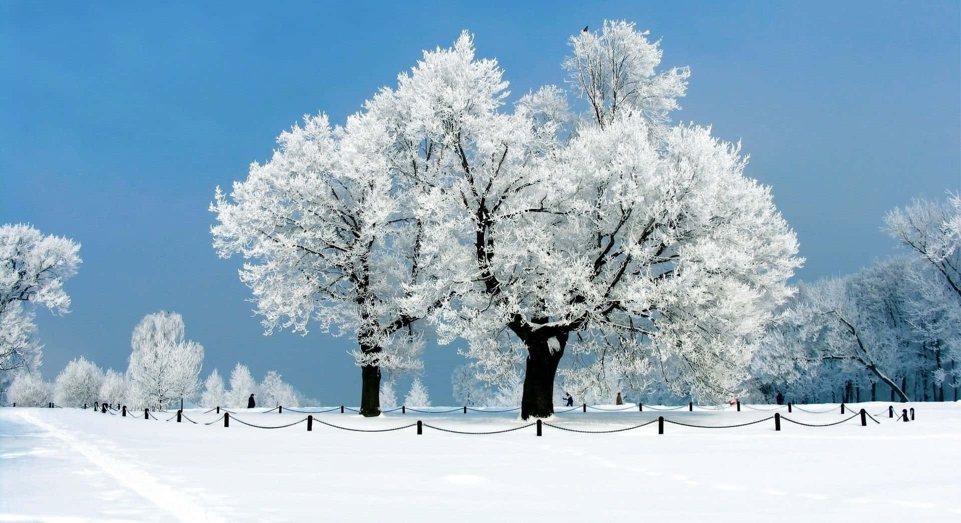Snow Trees 桌布 壁紙 — 一棵雄偉的雪樹孤獨地矗立在廣闊的冬季田野上，藍天清澈，遠處有人走過。