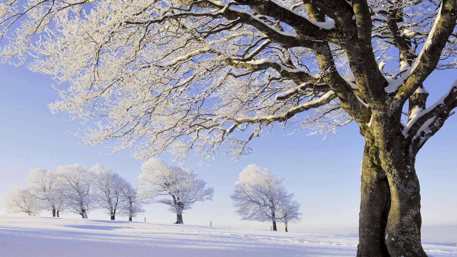 Winter Trees 桌布 壁紙 — 一棵雄偉的雪覆蓋樹木，帶有複雜的霜凍枝條，在晴朗的藍天下矗立於寧靜的冬季田野中。
