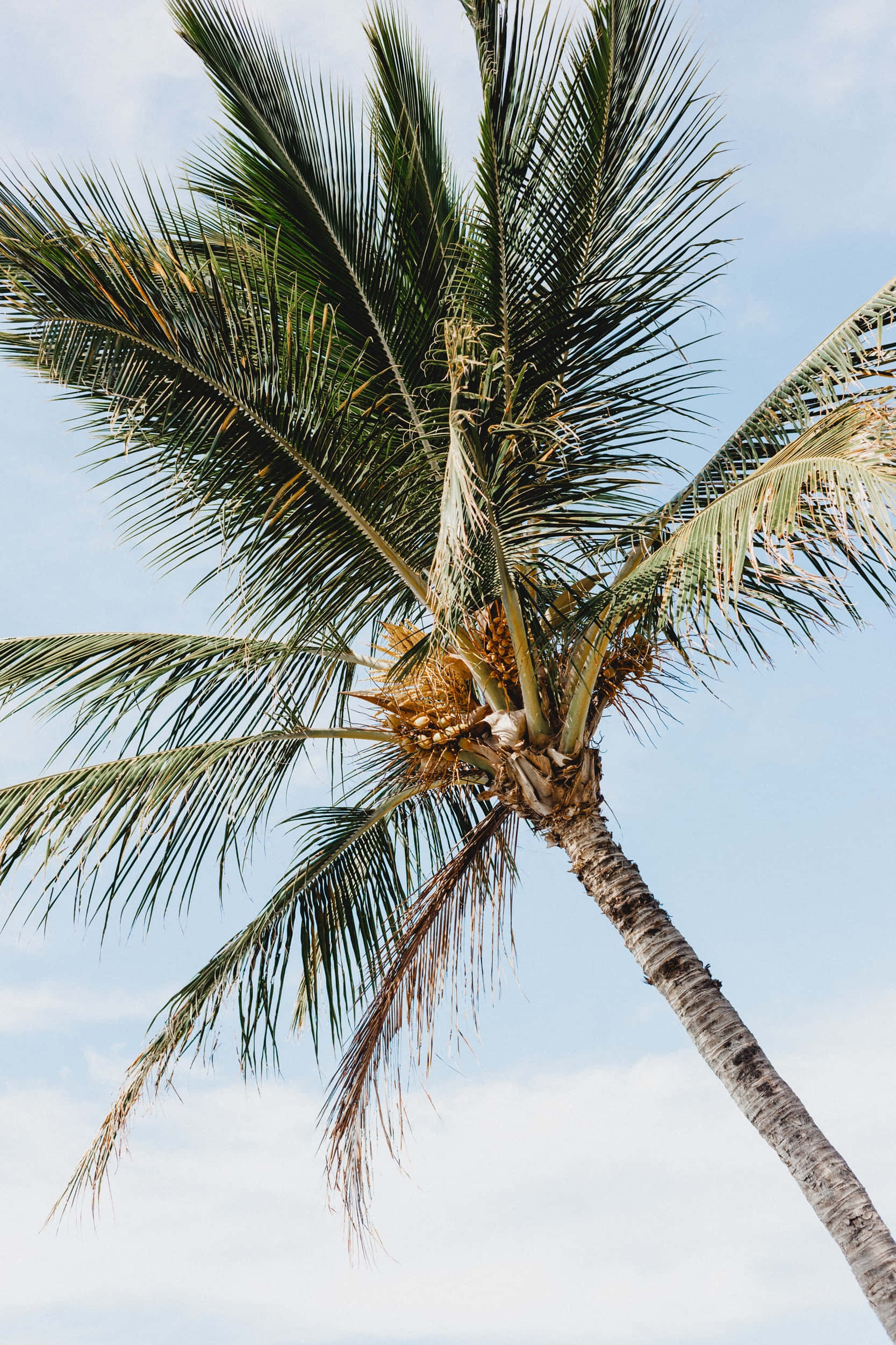 Coconut Tree 桌布 壁紙 — 一棵高大的棕櫚樹，帶有綠色葉子和椰子，在明亮的藍天和柔軟的白雲中搖曳。